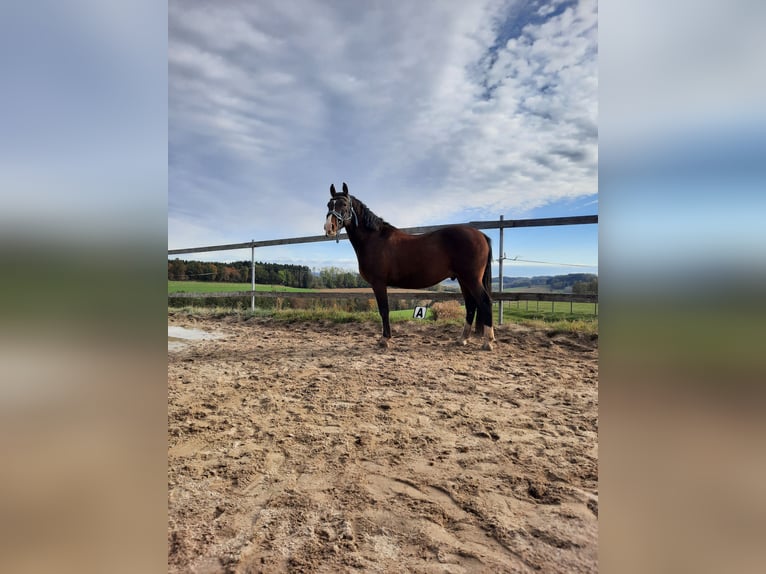 Lipizzaner Ruin 12 Jaar 150 cm Bruin in AMSTETTEN