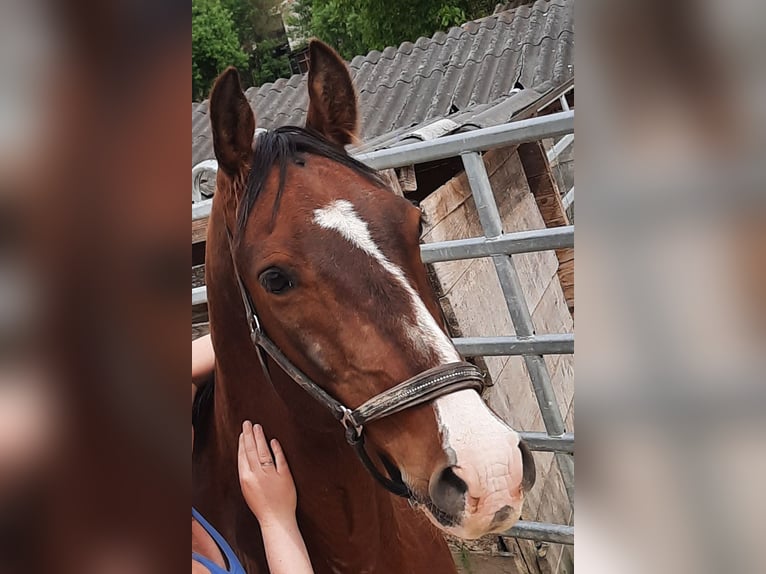 Lipizzaner Ruin 12 Jaar 150 cm Bruin in AMSTETTEN