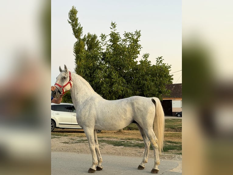 Lipizzaner Ruin 12 Jaar 155 cm Schimmel in Cepin