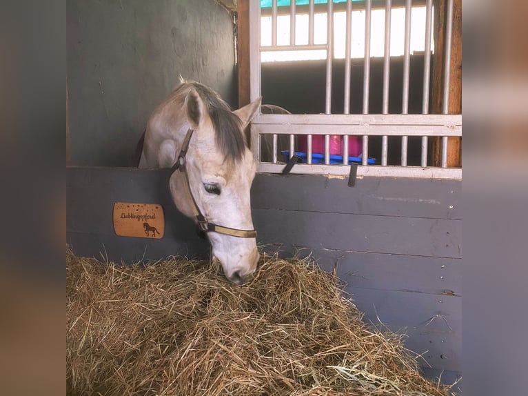 Lipizzaner Mix Ruin 12 Jaar 159 cm Appelschimmel in Ovelgönne