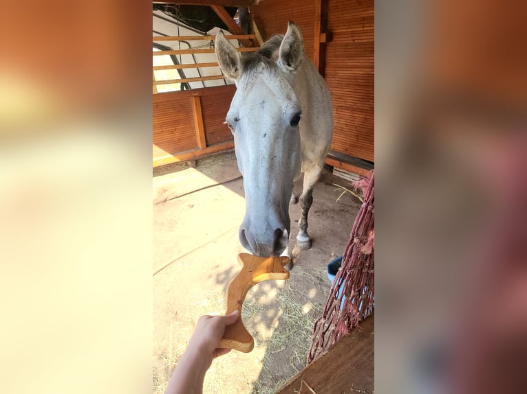 Lipizzaner Mix Ruin 12 Jaar 160 cm Schimmel in Linz