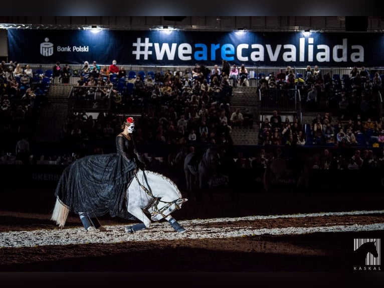 Lipizzaner Ruin 12 Jaar 161 cm Schimmel in Czarna