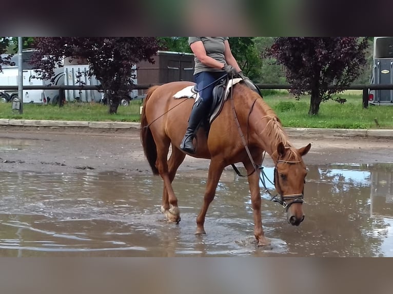 Lipizzaner Mix Ruin 13 Jaar 151 cm Vos in berlin