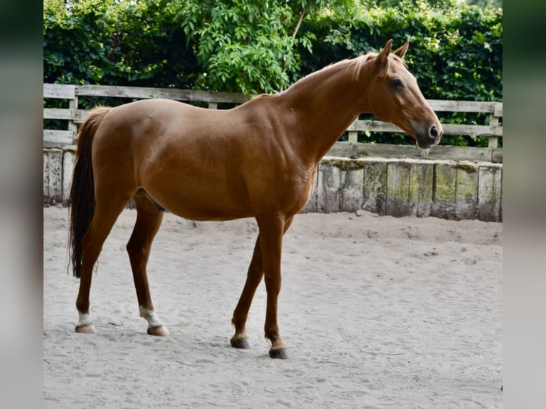 Lipizzaner Mix Ruin 13 Jaar 151 cm Vos in berlin