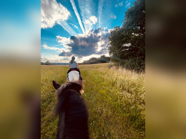 Lipizzaner Mix Ruin 13 Jaar 155 cm Schimmel in Lebach