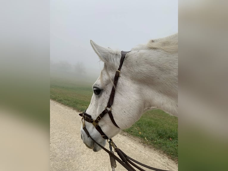 Lipizzaner Ruin 13 Jaar 158 cm Schimmel in Baden