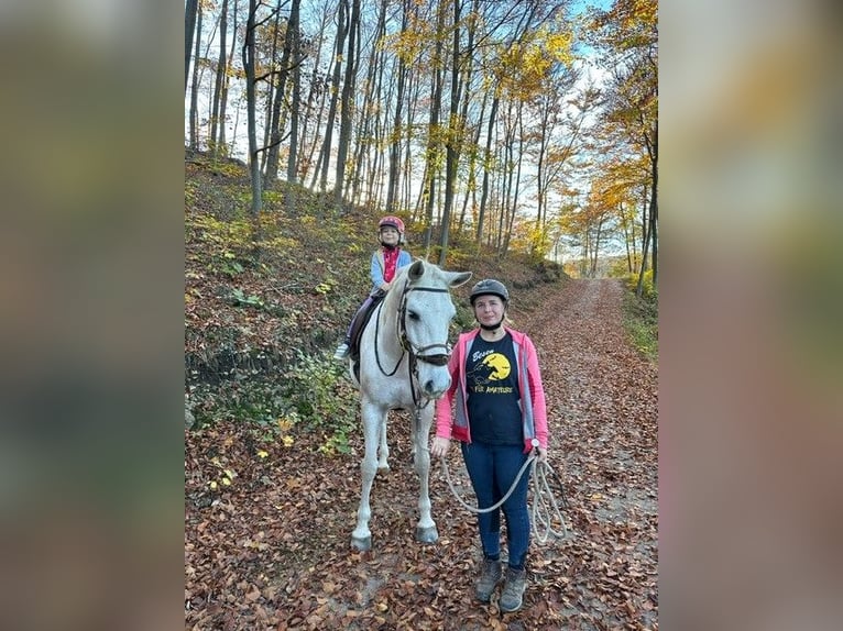 Lipizzaner Ruin 13 Jaar 158 cm Schimmel in Baden