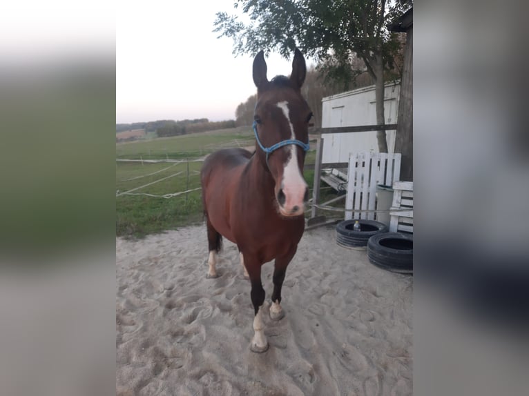 Lipizzaner Ruin 13 Jaar 160 cm Bruin in Amstetten