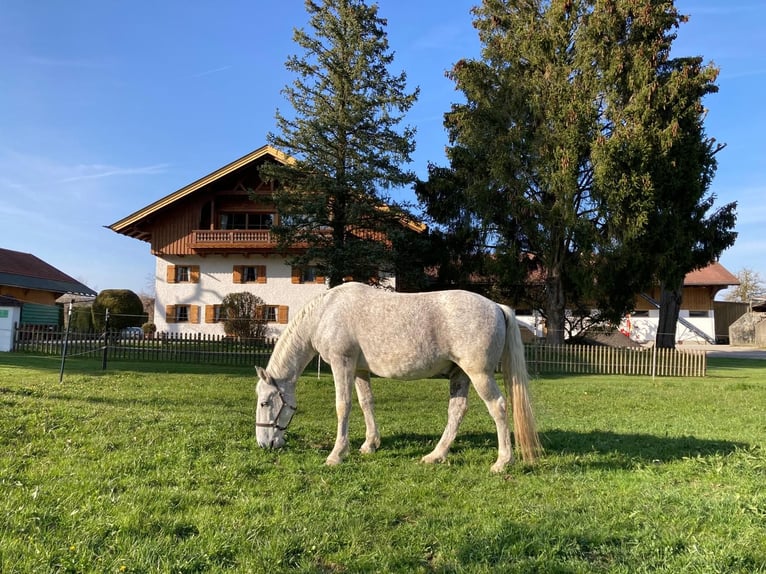 Lipizzaner Ruin 13 Jaar 160 cm Schimmel in Kolbermoor
