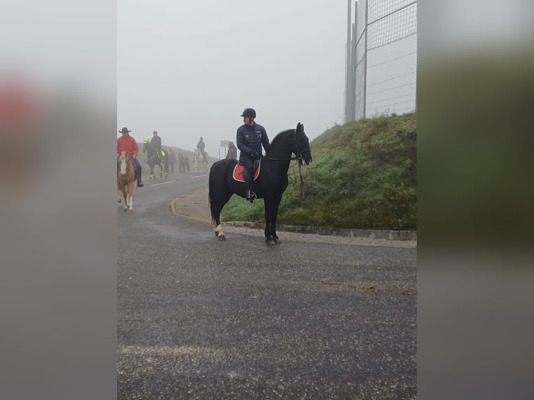 Lipizzaner Ruin 13 Jaar 160 cm Zwart in Lembach