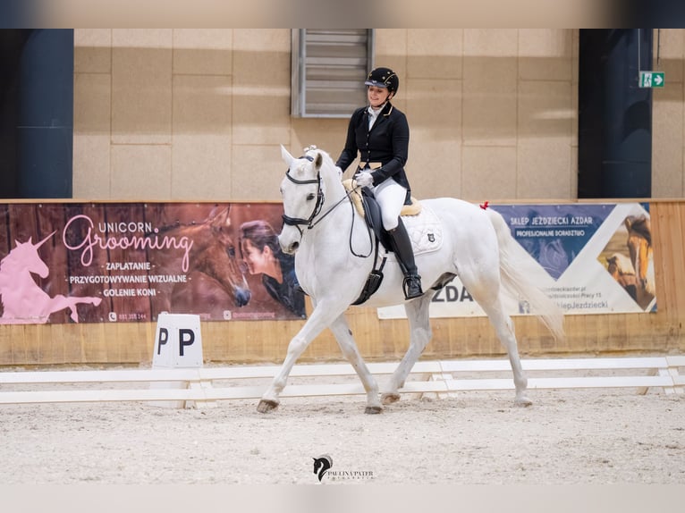 Lipizzaner Ruin 13 Jaar 161 cm Schimmel in Czarna