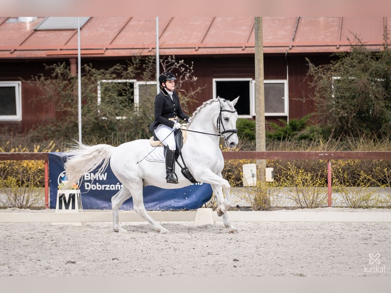 Lipizzaner Ruin 13 Jaar 161 cm Schimmel in Czarna