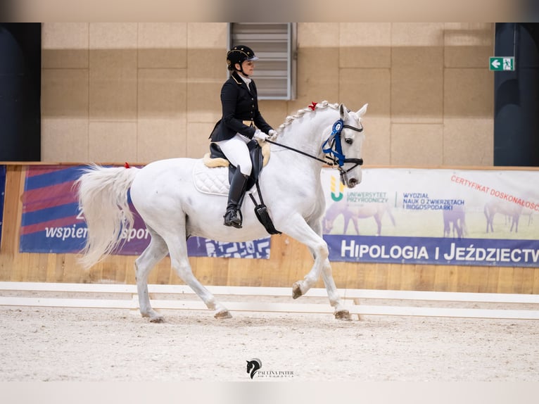 Lipizzaner Ruin 13 Jaar 161 cm Schimmel in Czarna