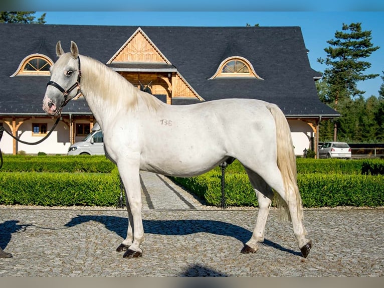 Lipizzaner Ruin 13 Jaar 163 cm Schimmel in Przedbórz