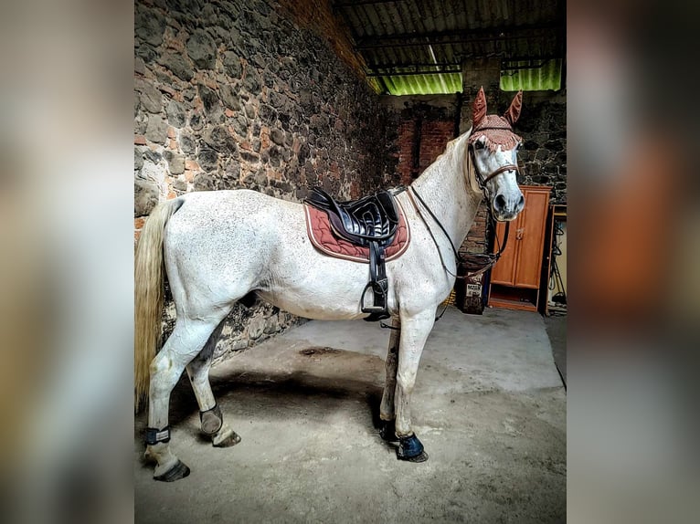 Lipizzaner Ruin 14 Jaar 162 cm Blauwschimmel in Studniska Dolne