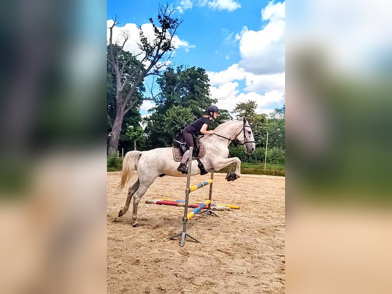 Lipizzaner Ruin 14 Jaar 162 cm Blauwschimmel in Studniska Dolne