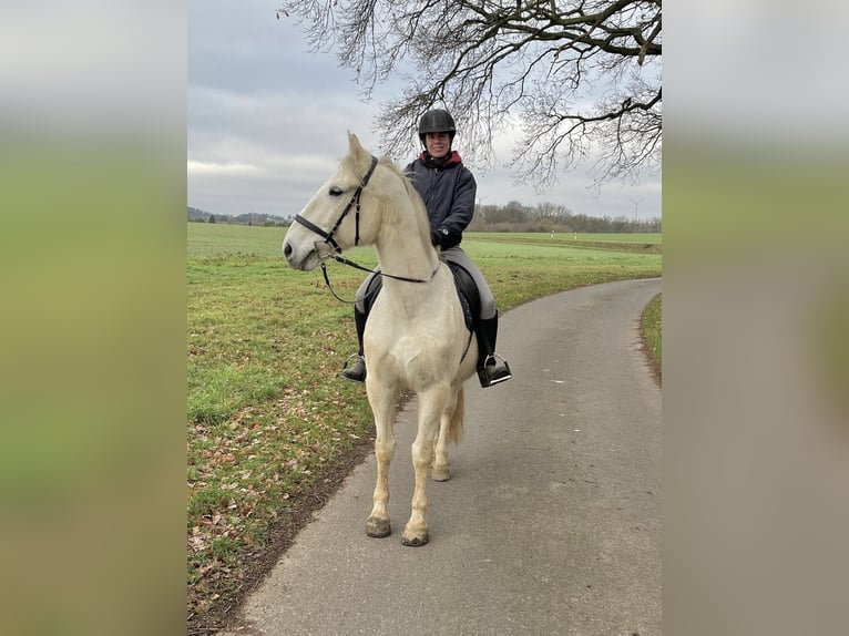 Lipizzaner Ruin 14 Jaar 162 cm Schimmel in Fröndenberg