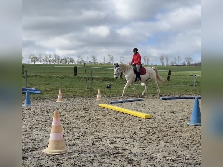 Lipizzaner Ruin 14 Jaar 162 cm Schimmel in Fröndenberg