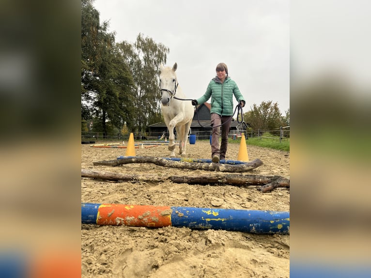 Lipizzaner Ruin 14 Jaar 162 cm Schimmel in Fröndenberg