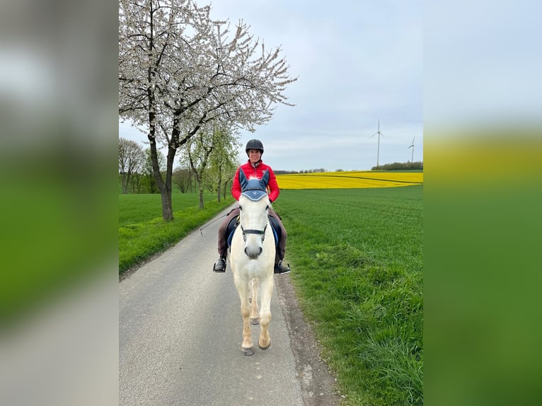 Lipizzaner Ruin 14 Jaar 162 cm Schimmel in Fröndenberg