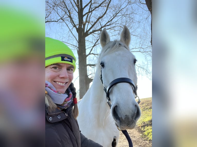 Lipizzaner Ruin 14 Jaar 162 cm Schimmel in Fröndenberg