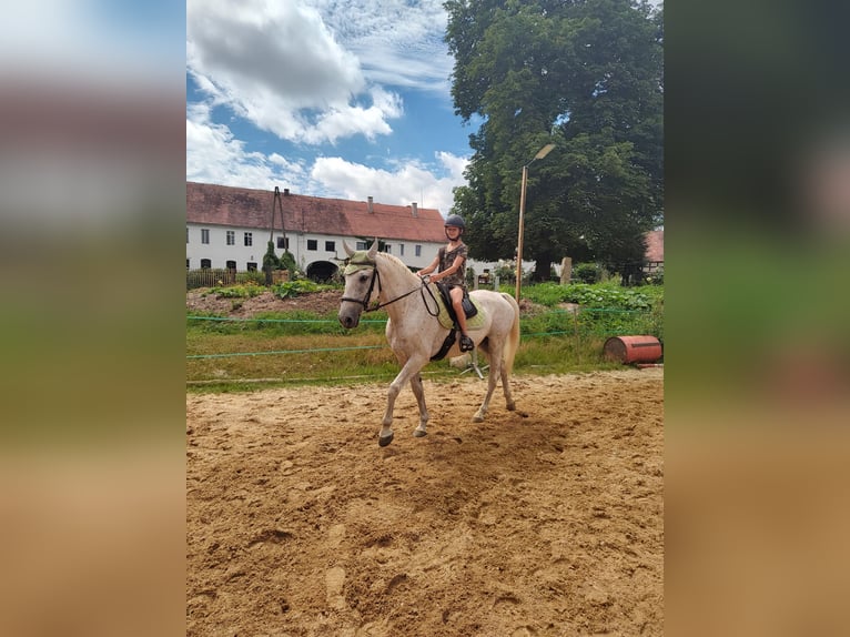 Lipizzaner Ruin 14 Jaar 162 cm Vliegenschimmel in Studniska Dolne