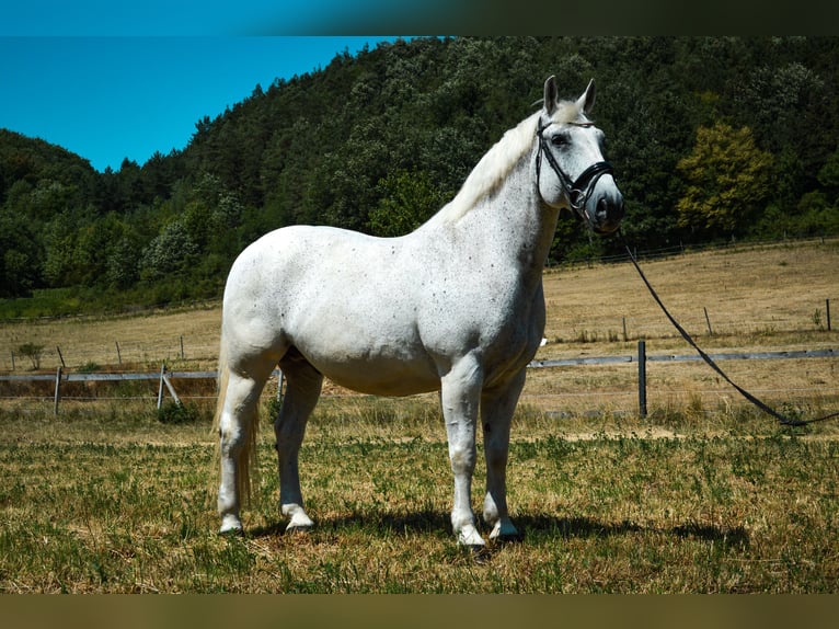 Lipizzaner Mix Ruin 14 Jaar 163 cm Schimmel in WöglerinGrub