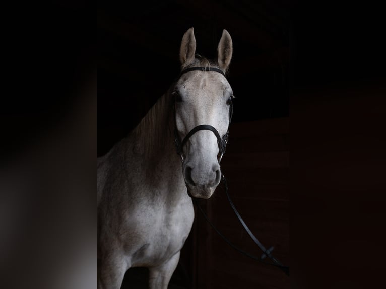 Lipizzaner Mix Ruin 14 Jaar 165 cm Schimmel in Warszawa