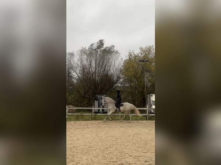 Lipizzaner Mix Ruin 14 Jaar 165 cm Schimmel in Warszawa