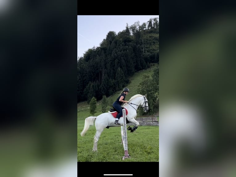Lipizzaner Ruin 15 Jaar 153 cm Schimmel in Leonstein