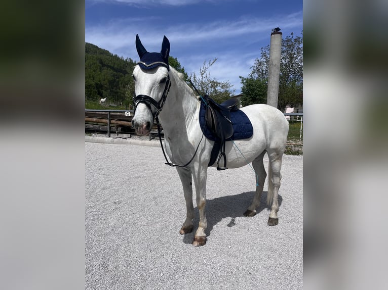 Lipizzaner Ruin 15 Jaar 153 cm Schimmel in Leonstein
