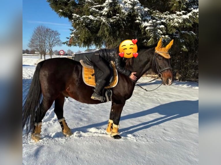 Lipizzaner Ruin 15 Jaar 160 cm Bruin in Wien, Donaustadt