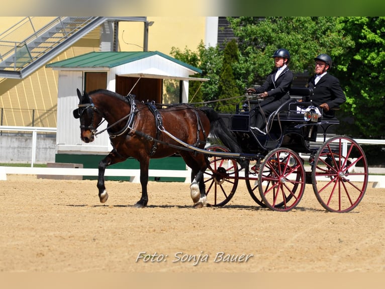 Lipizzaner Ruin 15 Jaar 160 cm Bruin in Wien, Donaustadt