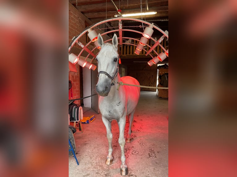 Lipizzaner Ruin 16 Jaar 162 cm Schimmel in Künzelsau