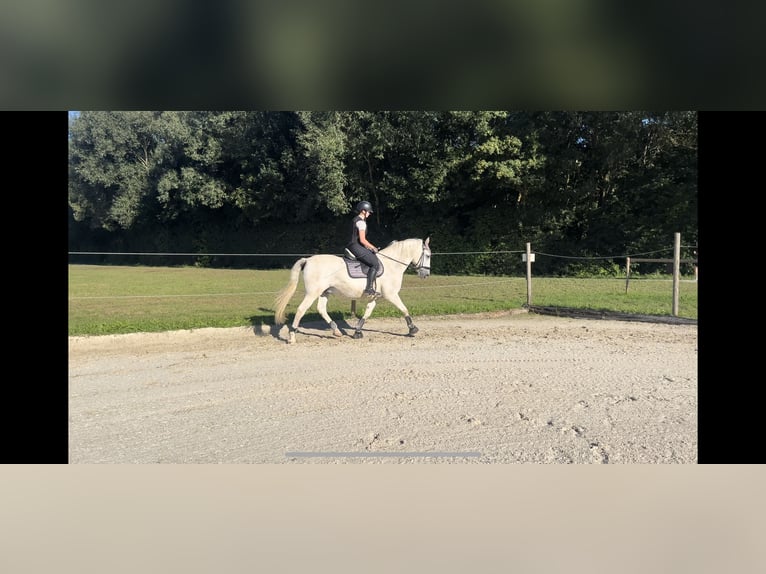 Lipizzaner Ruin 16 Jaar 162 cm Schimmel in Künzelsau