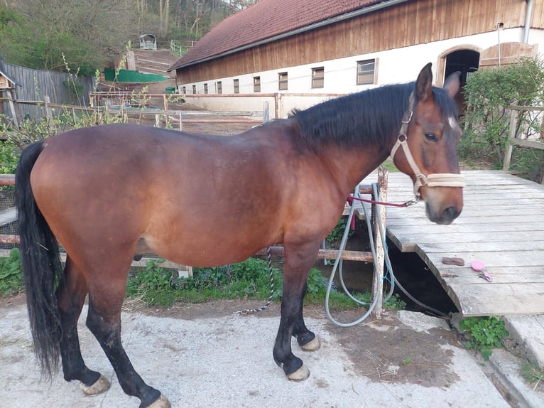 Lipizzaner Ruin 16 Jaar 164 cm Bruin in Sittendorf