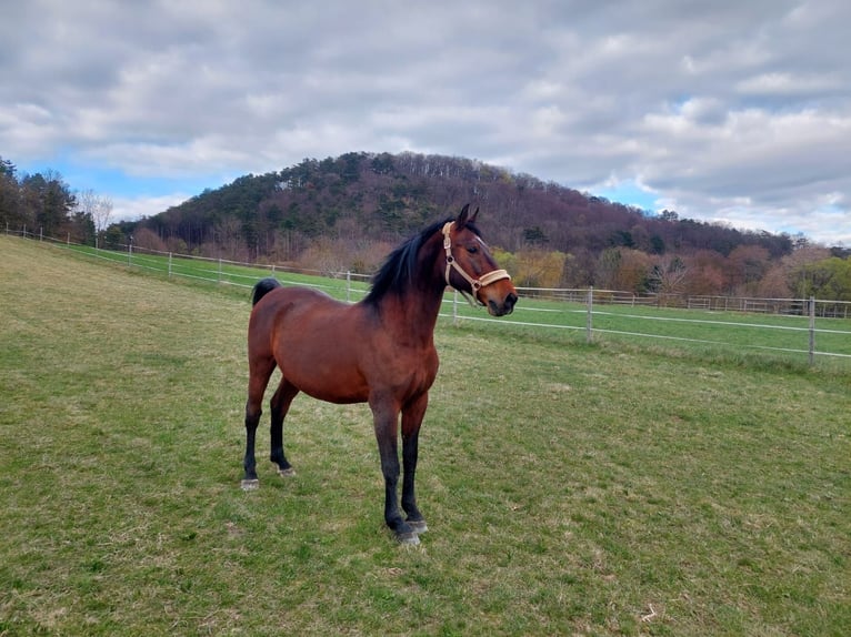 Lipizzaner Ruin 16 Jaar 164 cm Bruin in Sittendorf