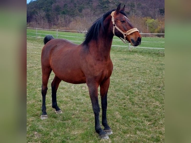 Lipizzaner Ruin 16 Jaar 164 cm Bruin in Sittendorf