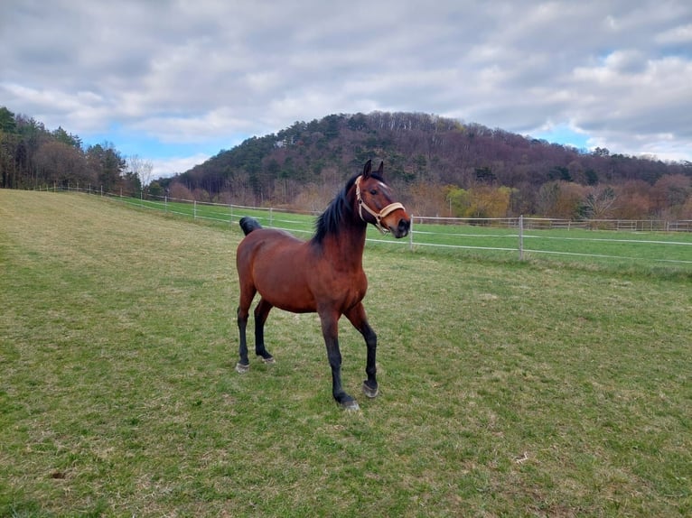 Lipizzaner Ruin 16 Jaar 164 cm Bruin in Sittendorf