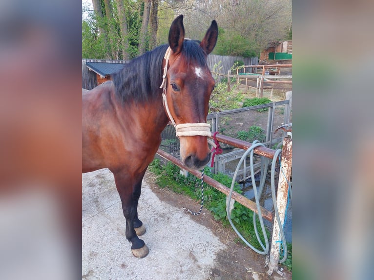 Lipizzaner Ruin 16 Jaar 164 cm Bruin in Sittendorf