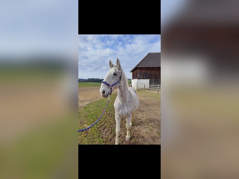 Lipizzaner Mix Ruin 18 Jaar 165 cm Vliegenschimmel in Neustadl an der Donau