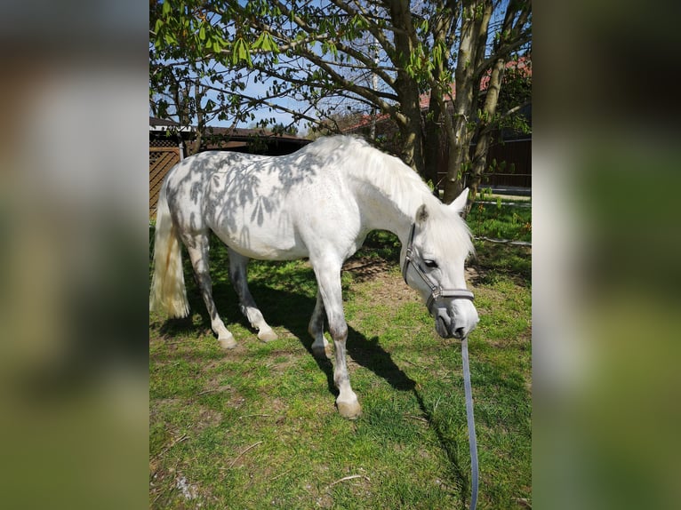 Lipizzaner Ruin 19 Jaar 146 cm Schimmel in R&#xFC;storf