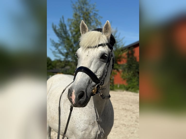 Lipizzaner Ruin 19 Jaar 146 cm Schimmel in R&#xFC;storf