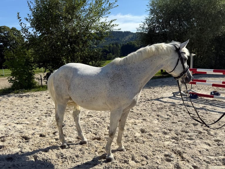 Lipizzaner Ruin 19 Jaar 146 cm Schimmel in R&#xFC;storf