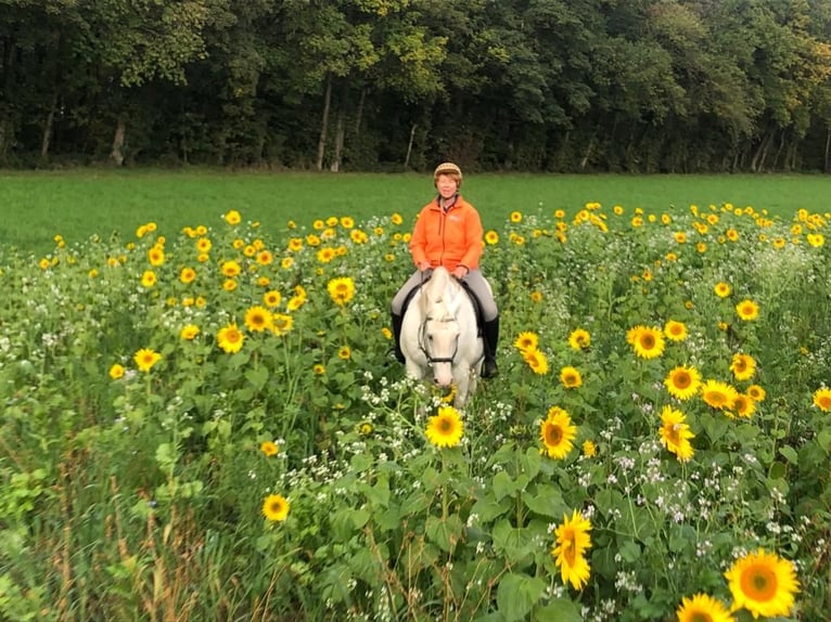 Lipizzaner Mix Ruin 19 Jaar 155 cm Wit in Neunkirchen