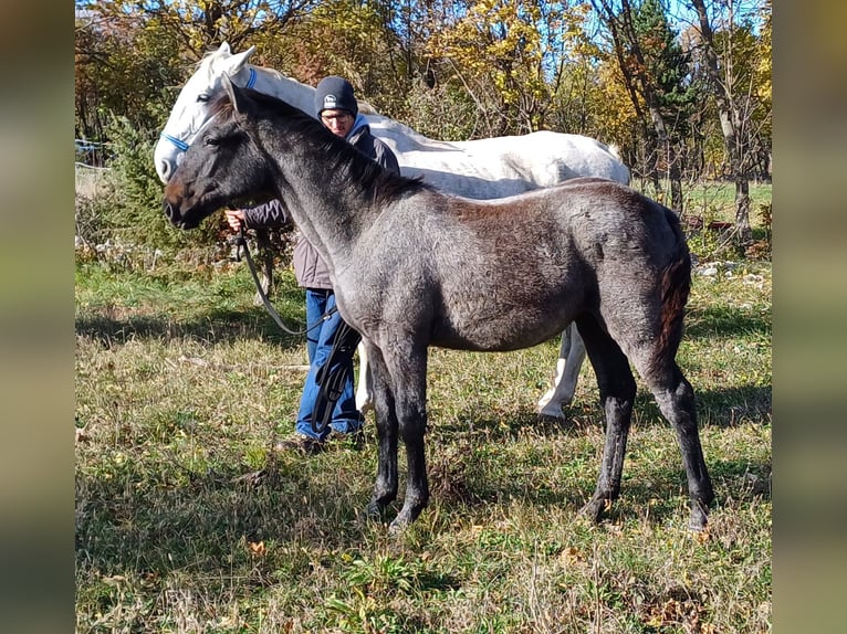 Lipizzaner Ruin 1 Jaar 160 cm Schimmel in Kozina