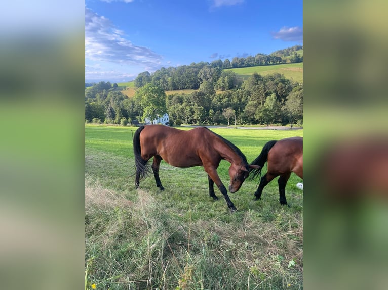 Lipizzaner Ruin 20 Jaar  in Grünhain-Beierfeld