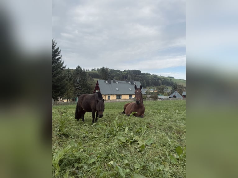 Lipizzaner Ruin 20 Jaar  in Grünhain-Beierfeld