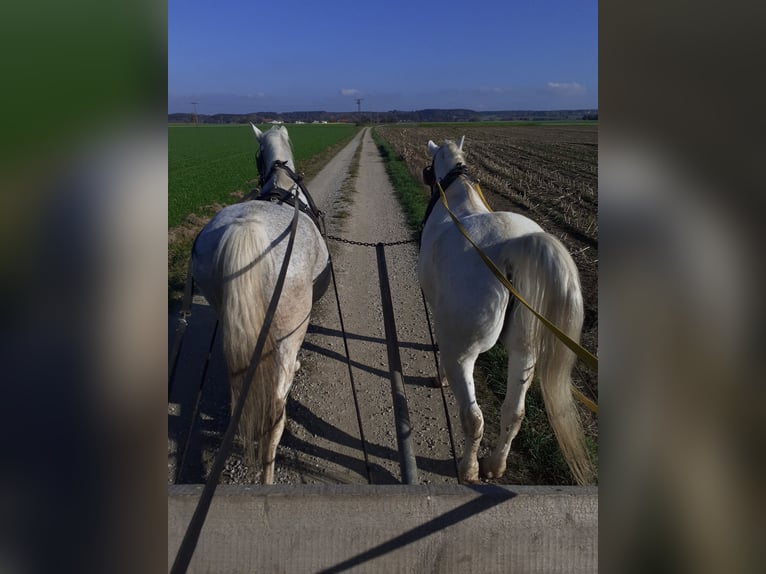 Lipizzaner Ruin 22 Jaar 156 cm Schimmel in Buchloe