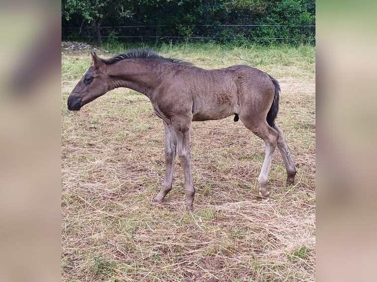 Lipizzaner Ruin 2 Jaar 151 cm Zwart in Kozina